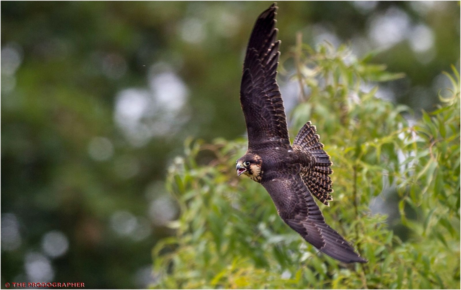 York Bird of Prey Centre | Stay Play Explore